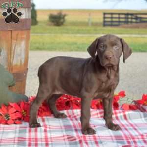 Cocoa, German Shorthaired Pointer Puppy