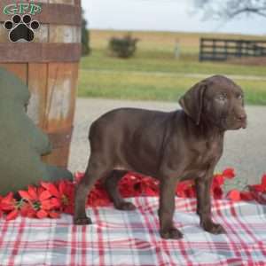 Cocoa, German Shorthaired Pointer Puppy