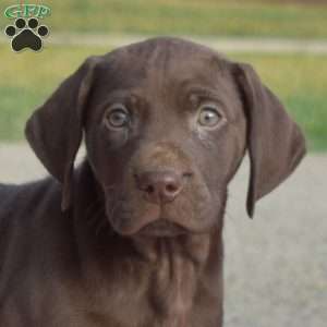 Cocoa, German Shorthaired Pointer Puppy