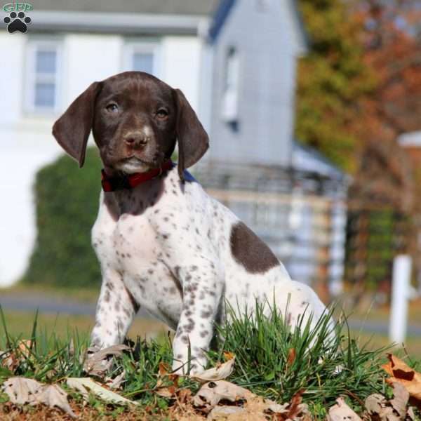 Cody, German Shorthaired Pointer Puppy