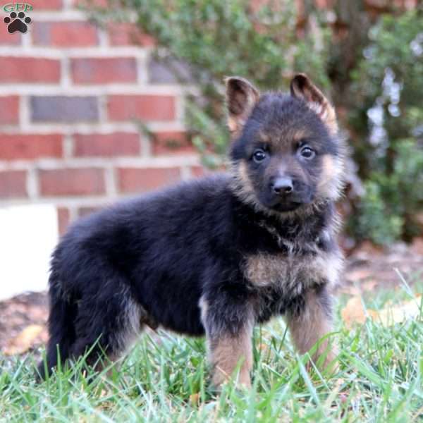 Cody, German Shepherd Puppy