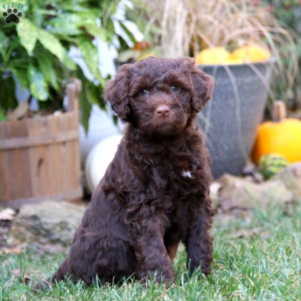 Cody, Portuguese Water Dog Puppy