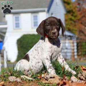 Cody, German Shorthaired Pointer Puppy