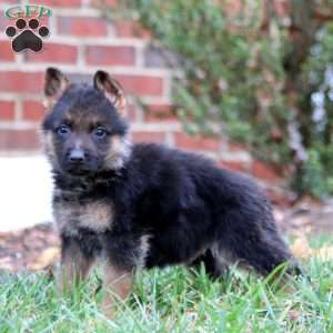 Cody, German Shepherd Puppy