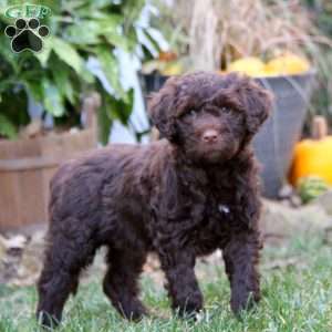 Cody, Portuguese Water Dog Puppy