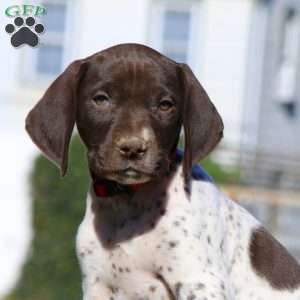 Cody, German Shorthaired Pointer Puppy