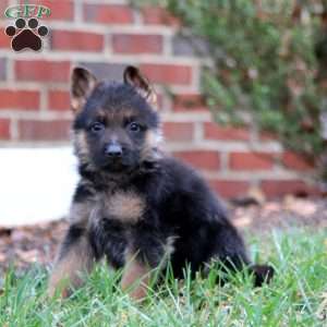 Cody, German Shepherd Puppy