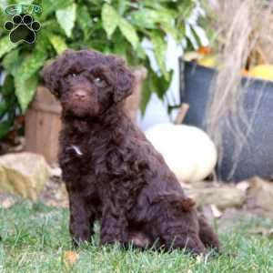 Cody, Portuguese Water Dog Puppy