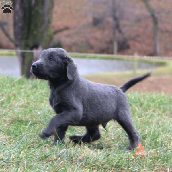 Cohen, Labradoodle Puppy