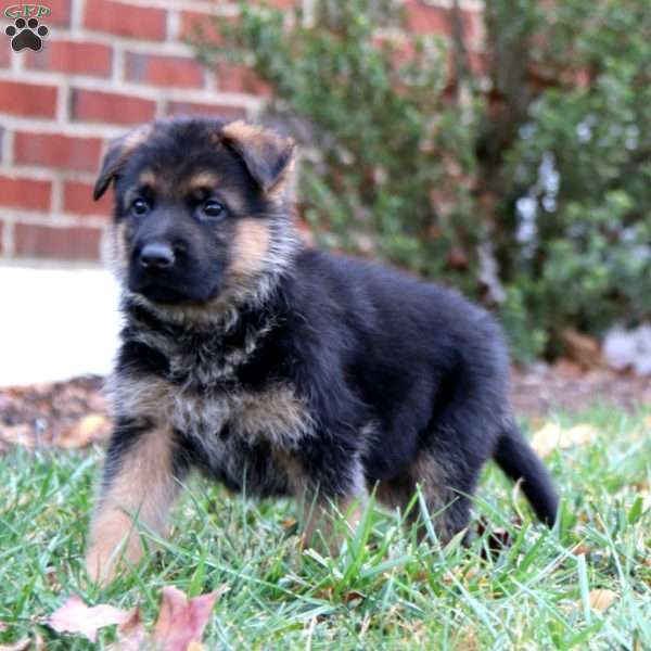 Cohen, German Shepherd Puppy