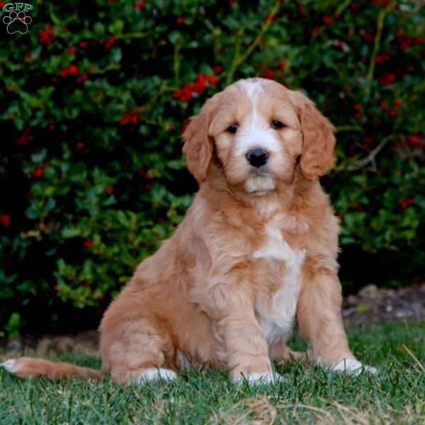 Cohen, Goldendoodle Puppy