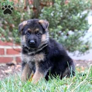 Cohen, German Shepherd Puppy