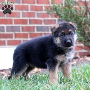 Cohen, German Shepherd Puppy