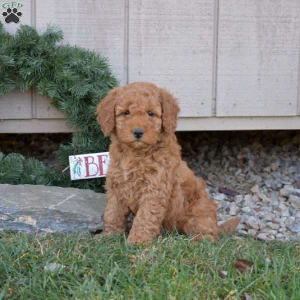 Colby, Cavapoo Puppy