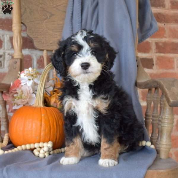 Colby, Mini Bernedoodle Puppy