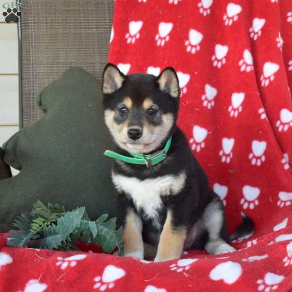 Colby, Shiba Inu Puppy