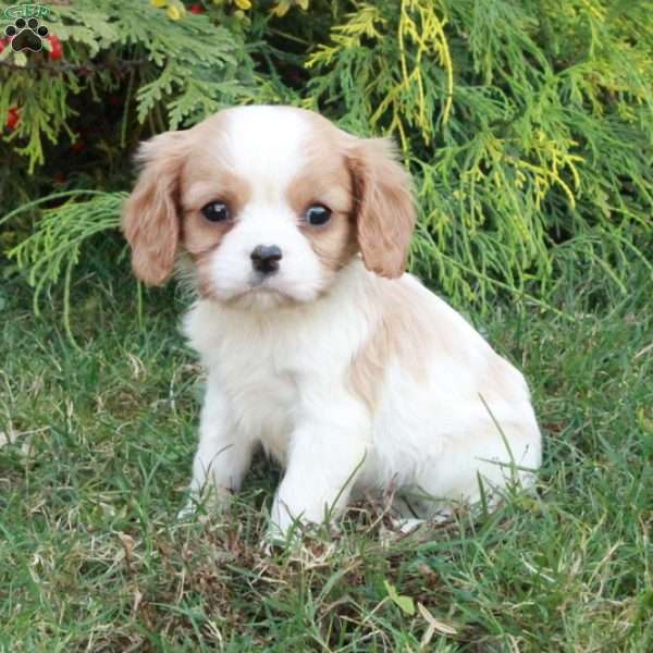 Colby, Cavalier King Charles Spaniel Puppy