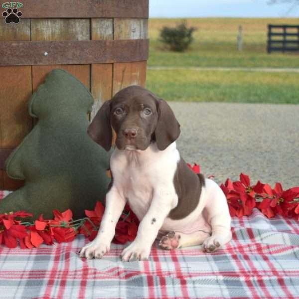 Colby, German Shorthaired Pointer Puppy