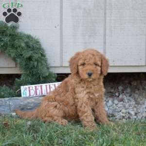 Colby, Cavapoo Puppy