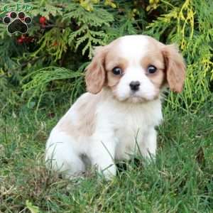 Colby, Cavalier King Charles Spaniel Puppy