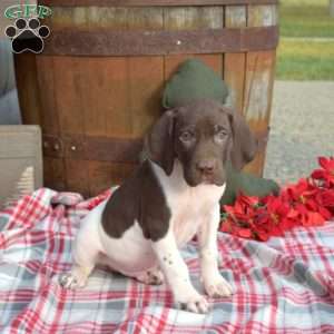 Colby, German Shorthaired Pointer Puppy