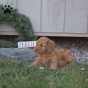 Colby, Cavapoo Puppy