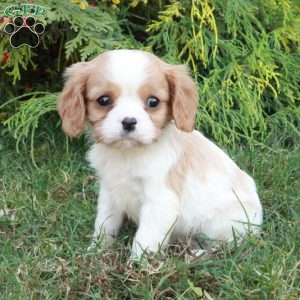 Colby, Cavalier King Charles Spaniel Puppy