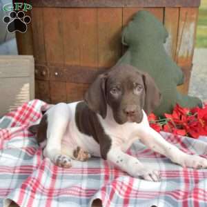 Colby, German Shorthaired Pointer Puppy