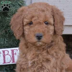 Colby, Cavapoo Puppy