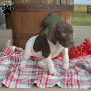 Colby, German Shorthaired Pointer Puppy