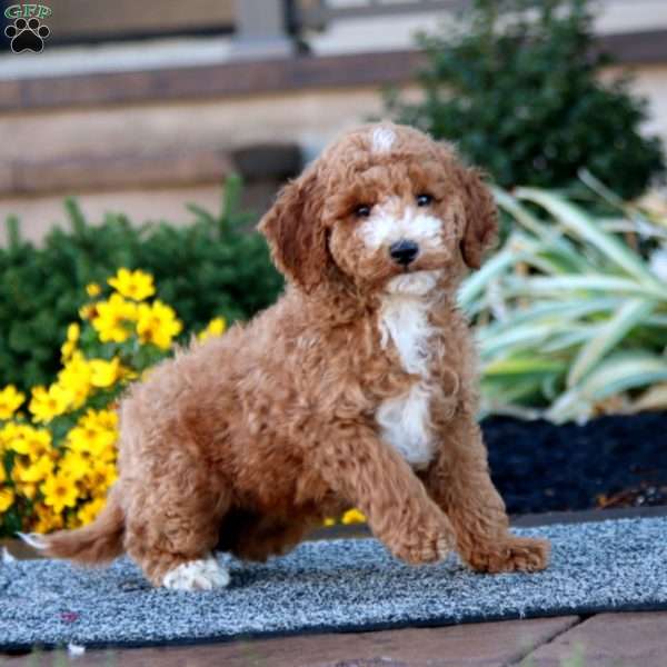 Colby, Miniature Poodle Puppy