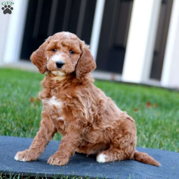 Colby, Mini Goldendoodle Puppy