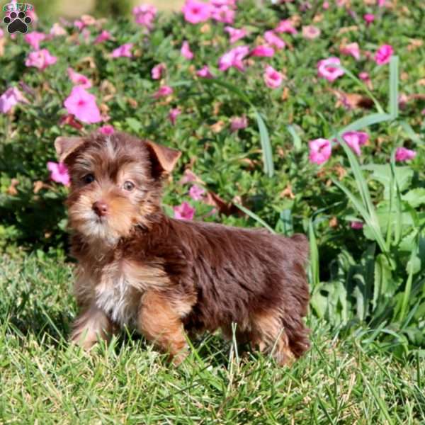 Colby, Yorkie Puppy