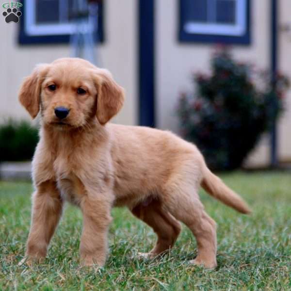 Colby, Golden Retriever Puppy