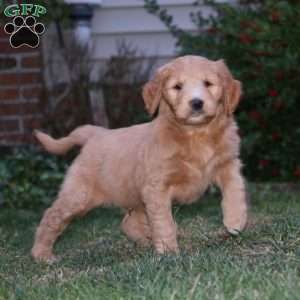 Colby, Goldendoodle Puppy