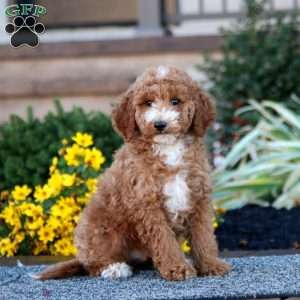 Colby, Miniature Poodle Puppy