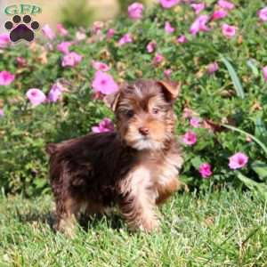 Colby, Yorkie Puppy