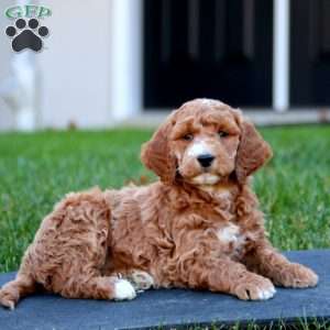 Colby, Mini Goldendoodle Puppy