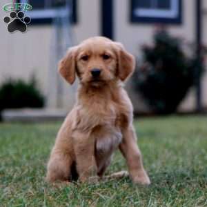 Colby, Golden Retriever Puppy