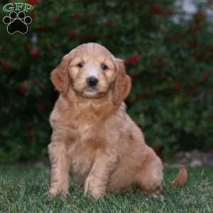 Colby, Goldendoodle Puppy