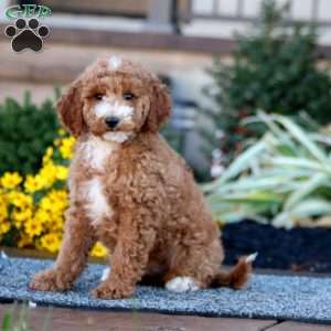 Colby, Miniature Poodle Puppy