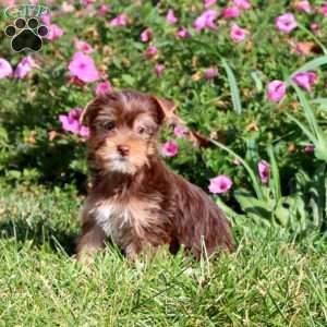 Colby, Yorkie Puppy