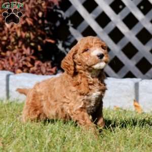 Colby, Mini Goldendoodle Puppy