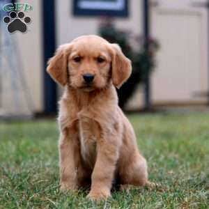 Colby, Golden Retriever Puppy