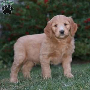 Colby, Goldendoodle Puppy