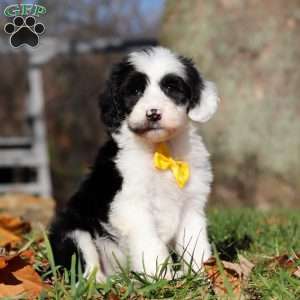 Cole, Sheepadoodle Puppy