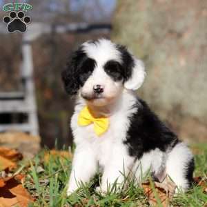 Cole, Sheepadoodle Puppy