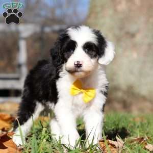 Cole, Sheepadoodle Puppy