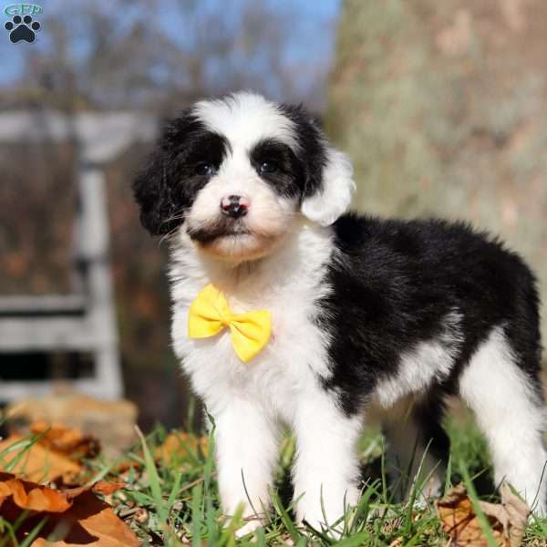 Cole, Sheepadoodle Puppy