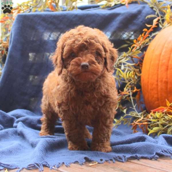 Cole, Miniature Poodle Puppy